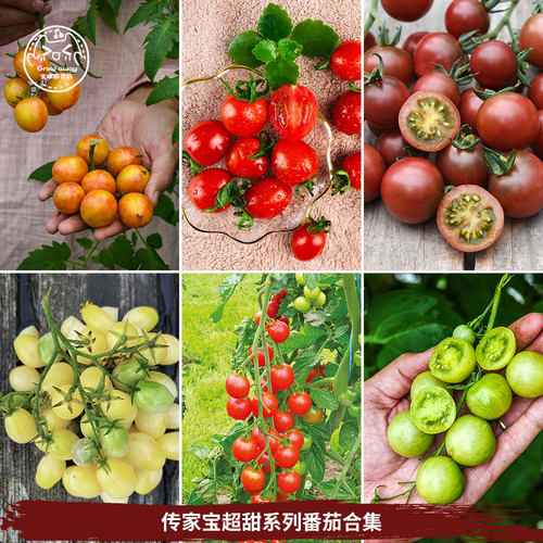 超甜小樱桃圣女果番茄种子白妃