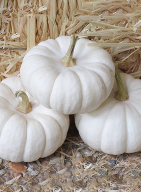 宝宝嘘迷你白色小南瓜种子高产甜糯食用传家宝春秋室内阳台盆栽