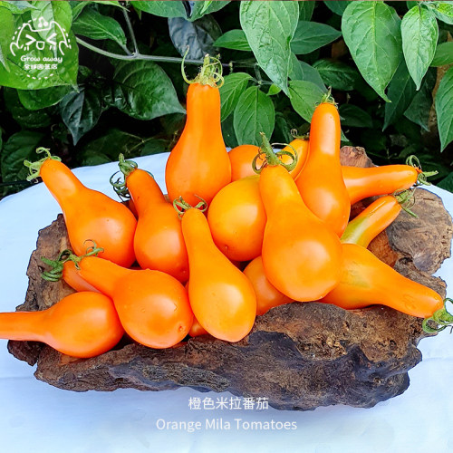 橙色米拉番茄种子果肉紧实多汁