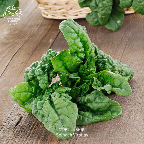 维罗弗莱菠菜种子清脆嫩叶沙拉