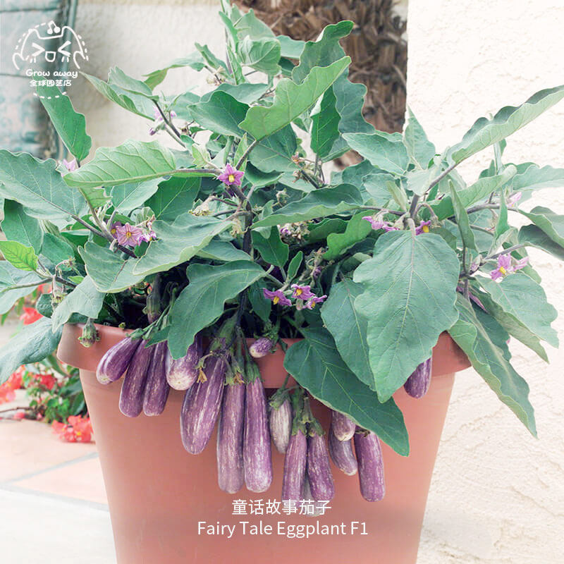 童话故事茄子种子F1皮薄籽少紧凑高产AAS奖品种春秋花园阳台盆栽