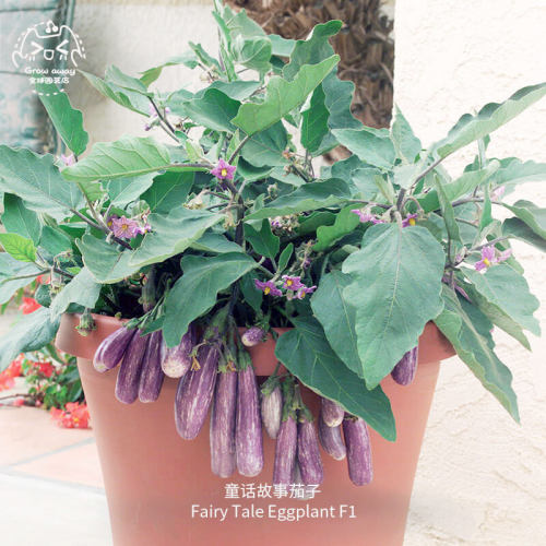 童话故事茄子种子F1皮薄籽少微甜