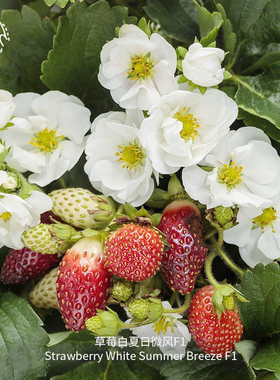 ABZ白夏日微风草莓种子F1耐热超甜浓郁多汁果香新品阳台春秋盆栽