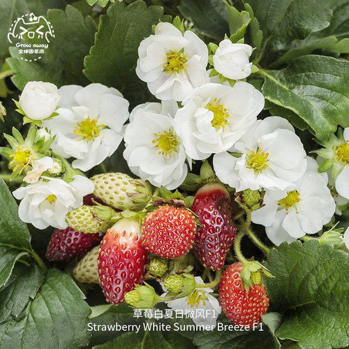 夏日微风白草莓种子水果阳台盆栽
