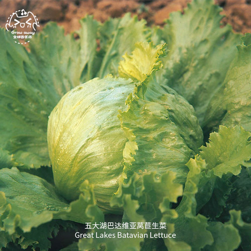 五大湖巴达维亚生菜种子浓郁清脆