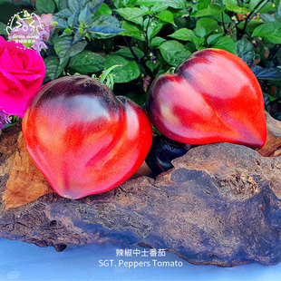 辣椒中士番茄种子高产浓郁香甜花青素传家宝春秋室内阳台盆栽易众