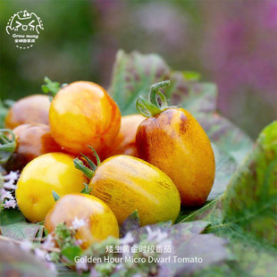 黄金时刻微型矮番茄种子紧凑果香肉质饱满多汁传家宝春秋室内盆栽