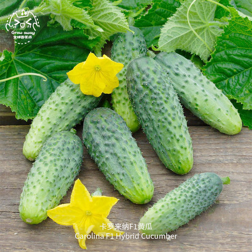 卡罗来纳F1黄瓜种子早熟浓郁高产