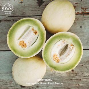 绿肉甘露甜瓜种子香甜酥脆迷你浓郁糖度高传家宝春秋室内盆栽水果