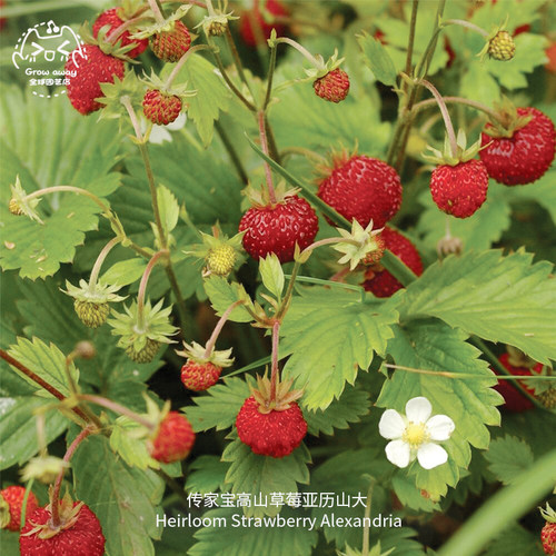 高山草莓种子亚历山大超甜传家宝