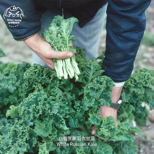 白俄罗斯羽衣甘蓝种子高产嫩甜