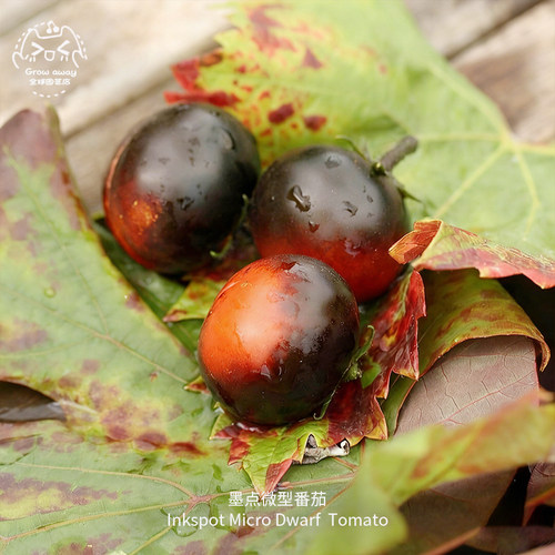 墨点矮生微型樱桃小番茄种子浓郁