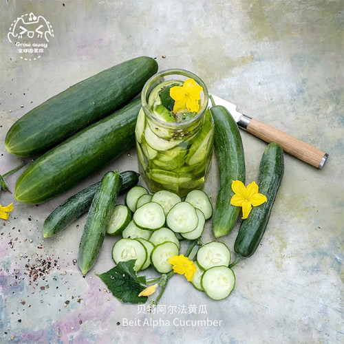 贝特阿尔法黄瓜种子全雌浓郁品种