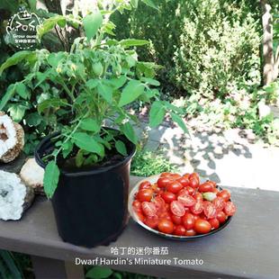 哈丁的迷你微型矮生番茄种子松脆浓郁甜美高产传家宝室内阳台盆栽