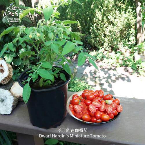 哈丁的迷你微型矮生小番茄种子