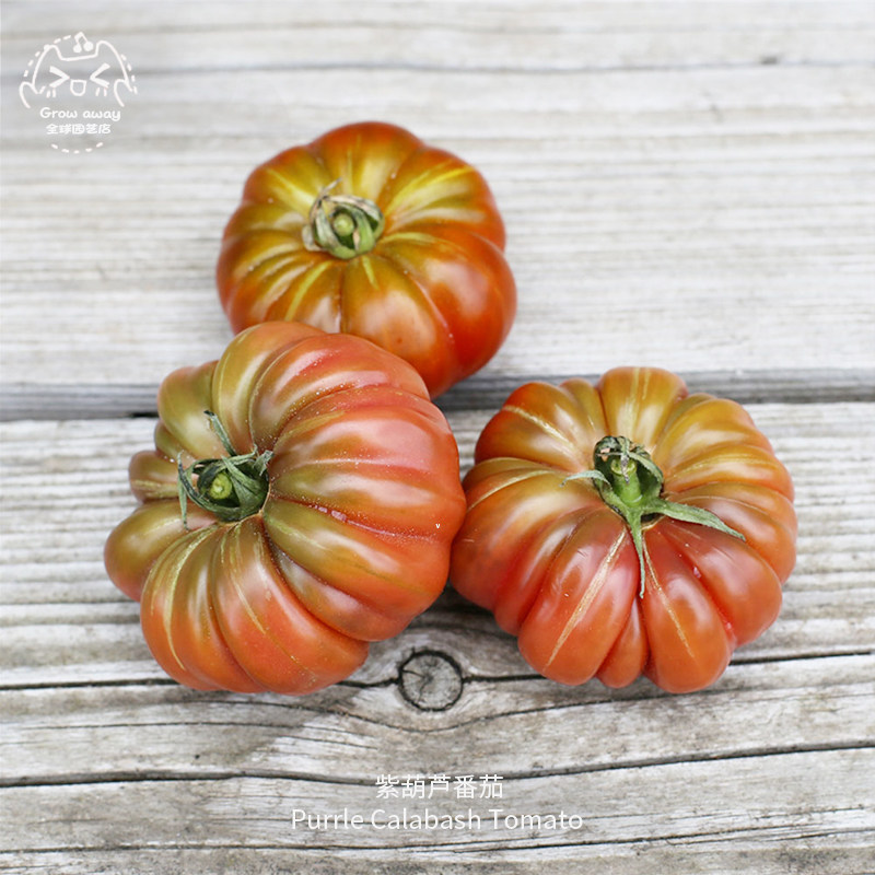 紫葫芦牛排番茄种子温和浓郁多汁果味抗裂进口传家宝春秋阳台盆栽