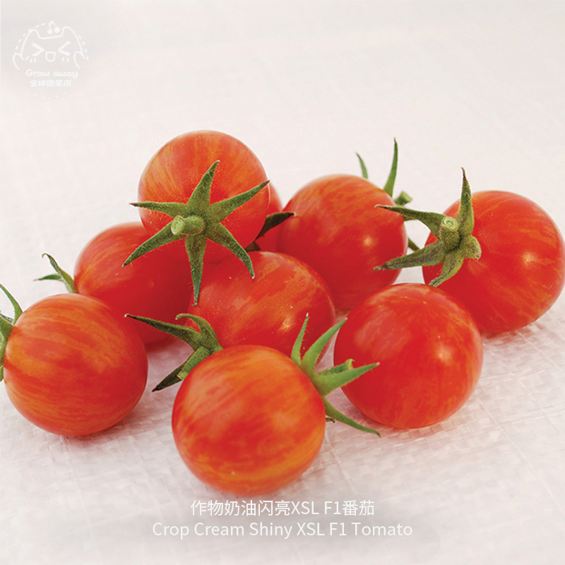 闪亮XSL樱桃番茄种子F1超甜高产