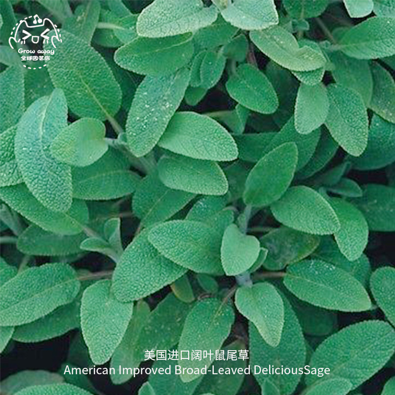 阔叶鼠尾草种子美国进口传家宝食用草药净化植物家庭室内易种盆栽