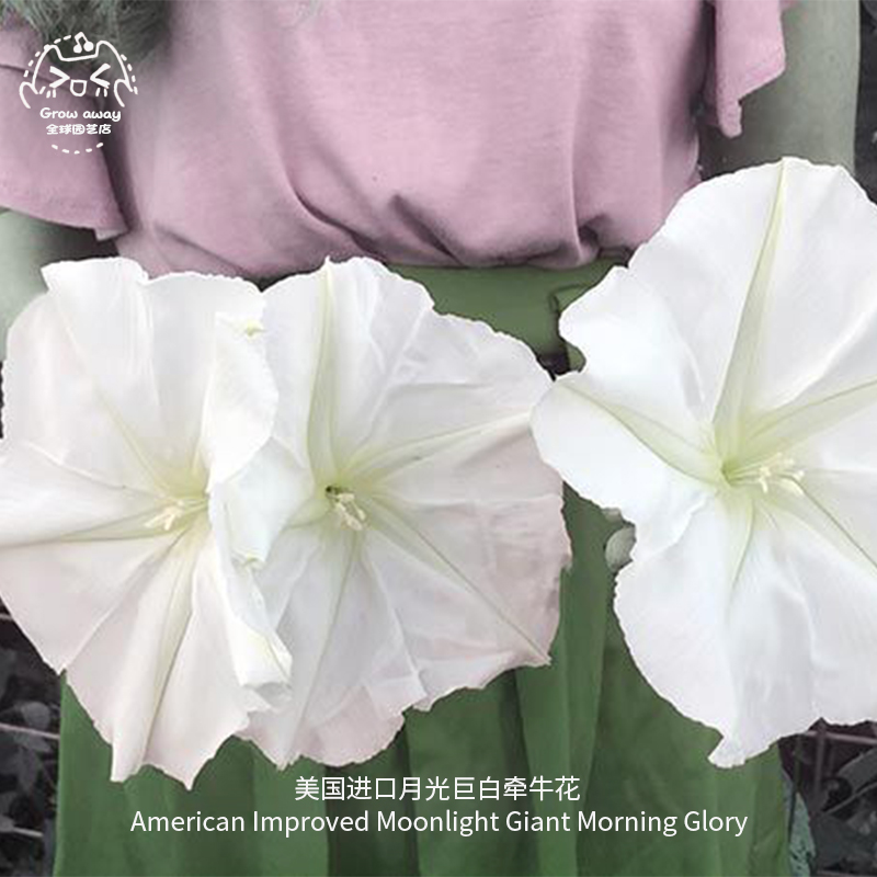 月光巨白牵牛花种子进口传家宝夜开晨谢家庭阳台庭院爬藤浓香花卉