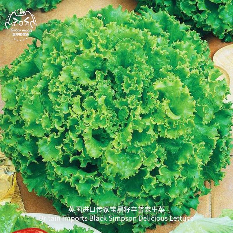 Black seed Simpson Lettuce seed Imported Family heirloom Heat edible Salad Vegetables Lettuce balcony Potted plantin the Flower delivery/Flowers simulation/Plants gardening , Flowers/Fruits and vegetables/Lawn seed (New) , Home &amp; Garden Seeds  category - from Buy2taobao.com to provide professional Taobao agent buy service