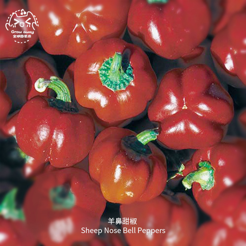 羊鼻水果甜椒种子厚壁高产酥脆浓郁抗病传家宝室内阳台春秋盆栽,鲜花速递/花卉仿真/绿植园艺,家庭园艺种子,淘宝优惠券,粉丝福利购,淘宝优惠卷