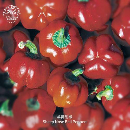 羊鼻水果甜椒种子高产酥脆传家宝