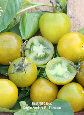 糖琥珀F1樱桃小番茄种子香甜浓郁多汁抗病糖度14春秋花园阳台盆栽
