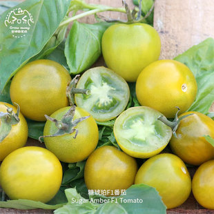 糖琥珀F1樱桃小番茄种子香甜浓郁多汁抗病糖度14春秋花园阳台盆栽