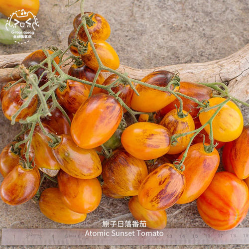 原子日落番茄种子果肉紧实香甜