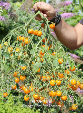 橙色多花番茄种子爆花高产美味可口皮薄多汁浓郁传家宝春秋盆栽