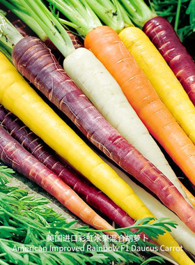 彩虹水果混合胡萝卜种子鲜食生吃浓郁甜脆传家宝四季家庭阳台盆栽