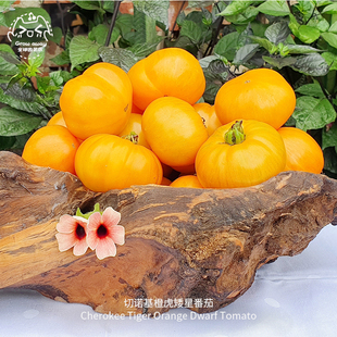 切诺基橙虎矮星番茄种子皮薄浓郁高产果味传家宝阳台矮生盆栽易种