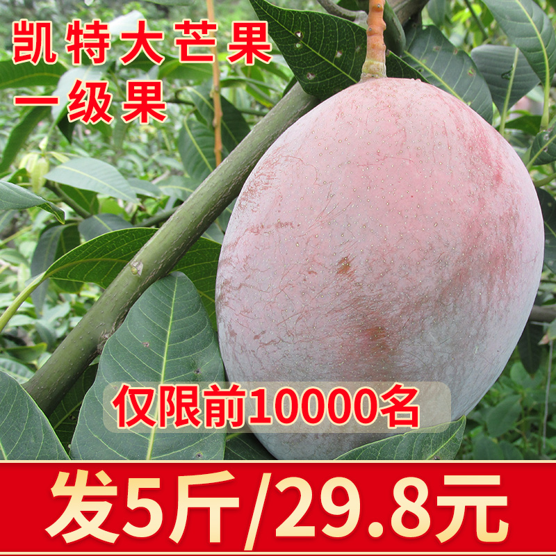 四川攀枝花凱特芒大青芒新鮮水果大芒果整箱5斤批發包郵