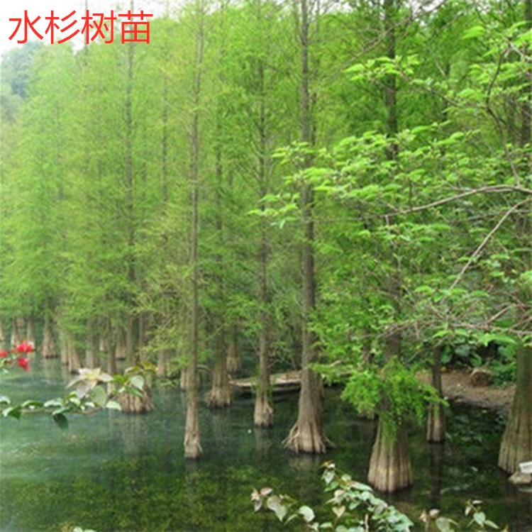 庭院绿化水杉树苗 红杉池杉 落羽杉中山杉速生杉树苗道路农田护坡