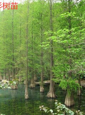 水杉树苗水杉树苗红杉池杉