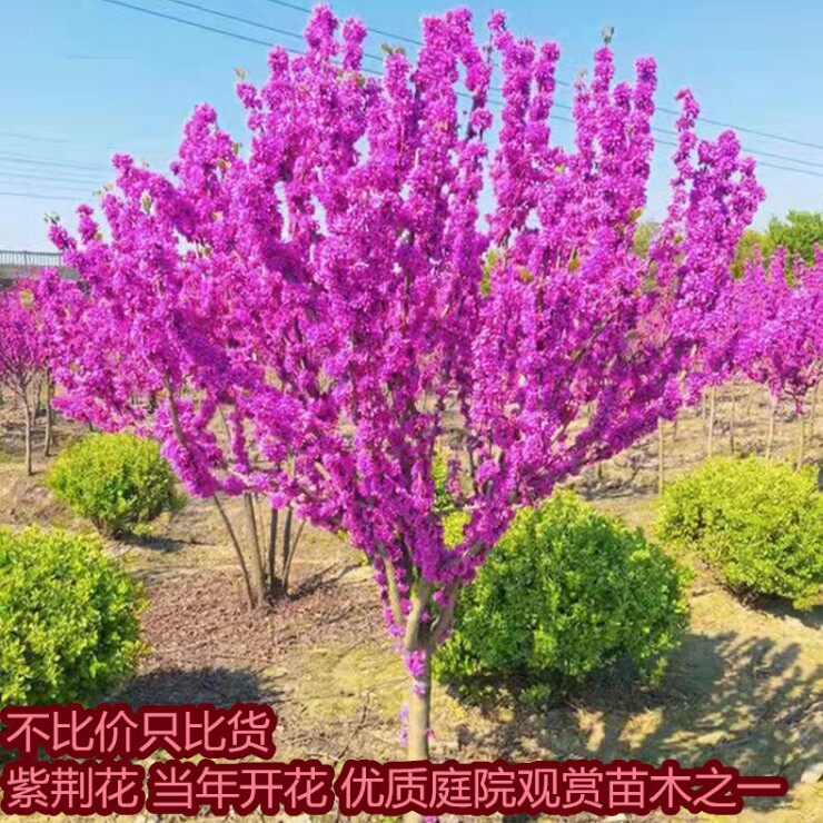 庭院风景丛生紫荆耐寒绿化树苗