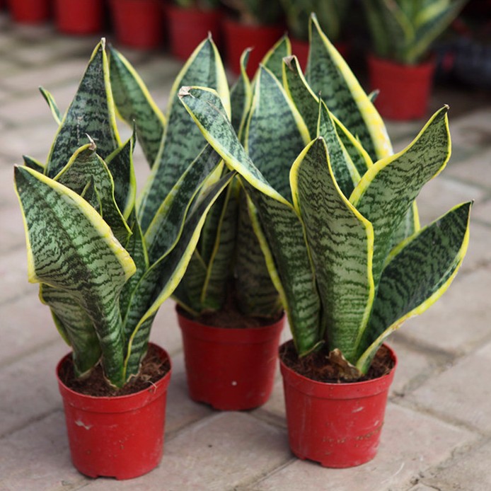 虎皮兰盆栽室内绿植宽叶金边虎皮兰植物除甲醛防辐射虎尾兰包邮