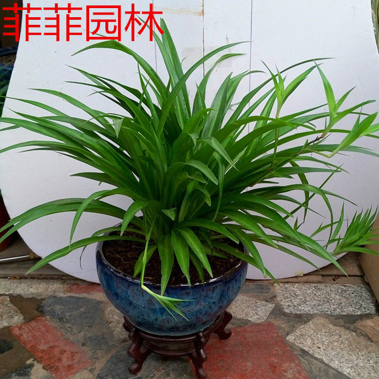 金边金心青叶吊兰吊篮盆栽植物花卉净化空气吸甲醛防辐射见土就活