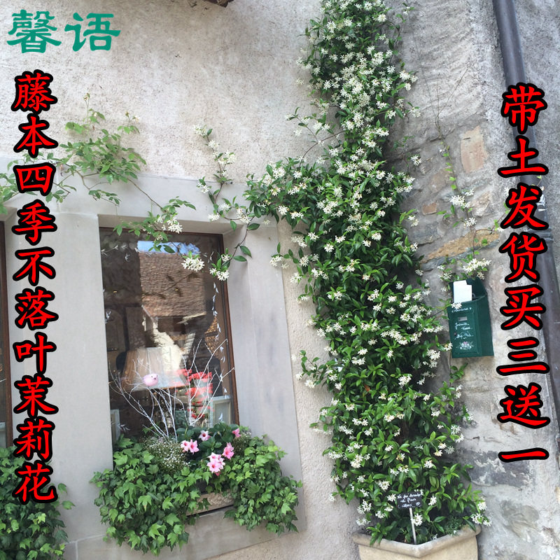 爬藤植物四季常绿茉莉花盆栽