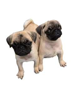 哈怕狗巴哥犬幼犬宠物狗狗小型犬活物宠物狗狗呆萌可爱