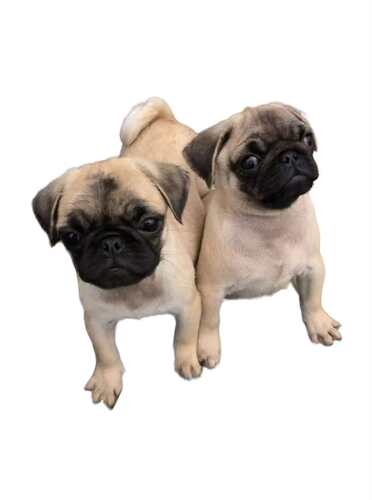 哈怕狗巴哥犬幼犬宠物狗狗小型犬活物宠物狗狗呆萌可爱