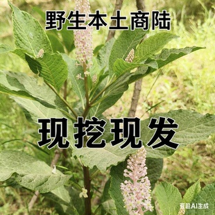 野生商陆现挖新鲜商陆土人参见肿消本土商陆