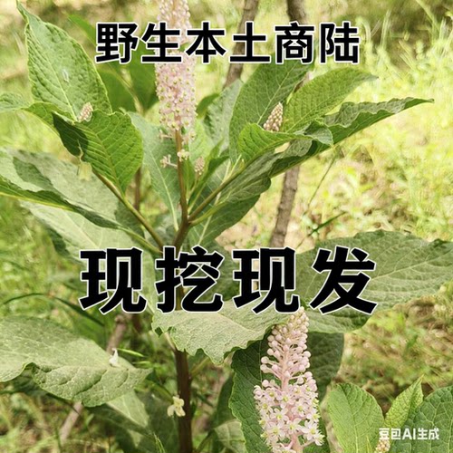 野生商陆现挖新鲜商陆土人参见肿消本土商陆