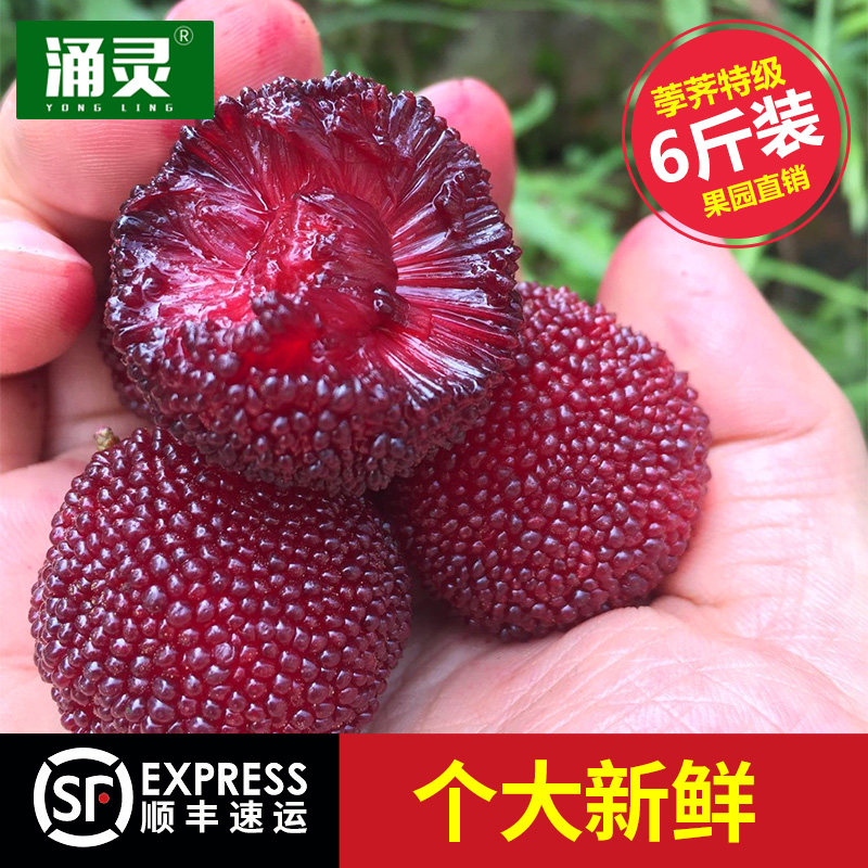 【涌灵】仙居杨梅荸荠杨梅新鲜水果果园现摘自产自销礼盒顺丰空运