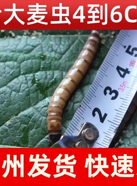 福州大麦虫活体宠物饲料