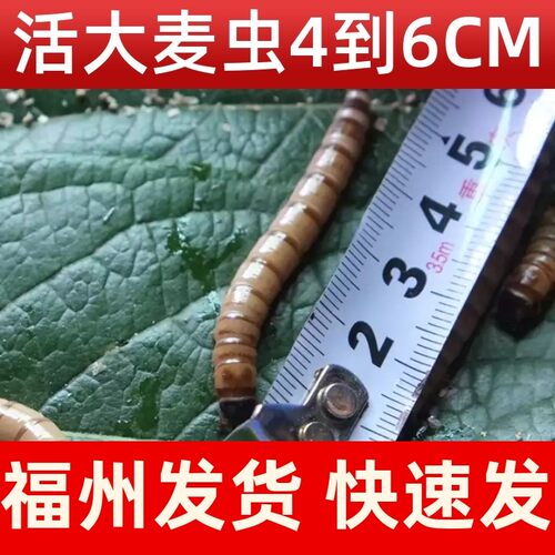 福州大麦虫活体宠物饲料