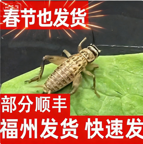 福州白蟋蟀活体奶杯装针头顺丰