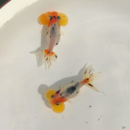 水泡眼金鱼苗黑色幼苗精品朱砂观赏鱼短尾活鱼冷水淡水五花水泡
