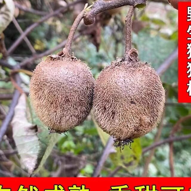 伏牛山绿心时令水果猕猴桃