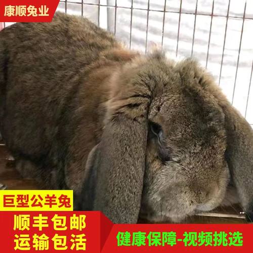 公羊兔活体宠物大型纯种